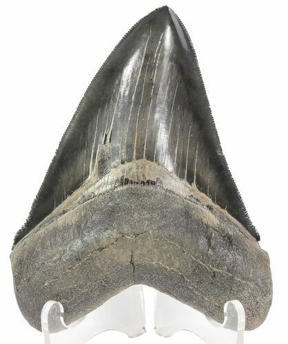 Serrated, Megalodon Tooth - Excellent Tip #69766
